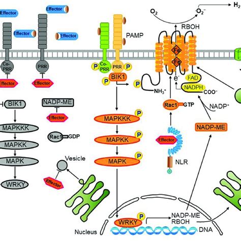 Reactive Oxygen Species ROS Production And Signaling In