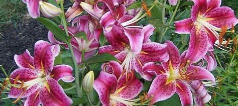 Oriental Stargazer Lily Lilium Live Plant Large Bulb Summer Bloom 3