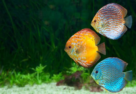 Freshwater Fish For Fish Tanks Hromsteam