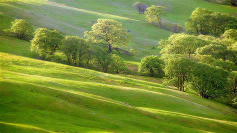 Slope Green Grass Field Trees Scenery Hd Nature Wallpapers Hd