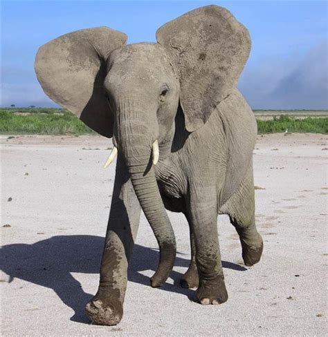 Read on to learn about cancer and how it's treated. Why Elephants Don't Get Cancer