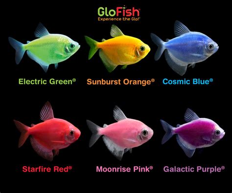 Spectrum Expands Glofish Offerings Pet Age