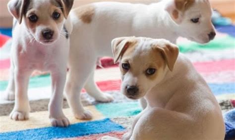 Como suele hacer la derecha, que ataca a la gente que no tiene poder. Cuántas Especies De Perros Hay En El Mundo - Noticias del ...