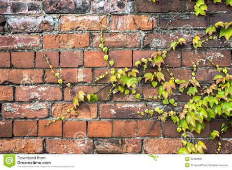 Green Ivy Plant Creeping Across An Old Brick Wall Stock Photo Image