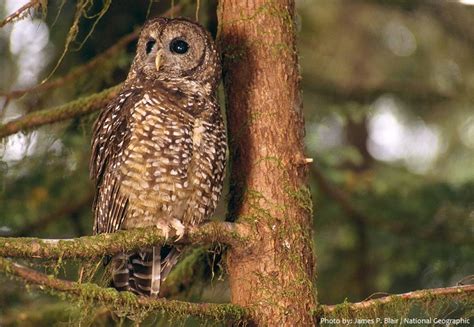 Interesting Facts About Spotted Owls Just Fun Facts