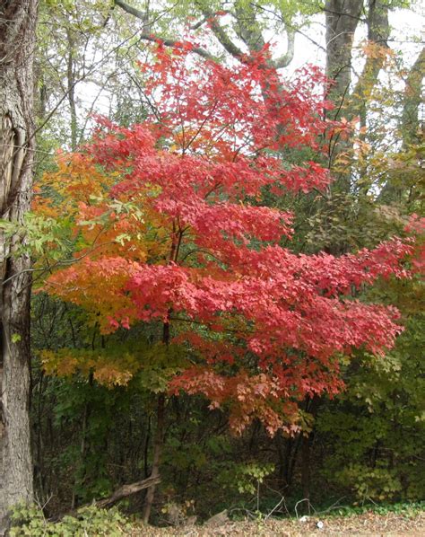 Chalk Maple Tree Rare And Stunning Fall Color 1 To 2 Ft Tall Now Dormant