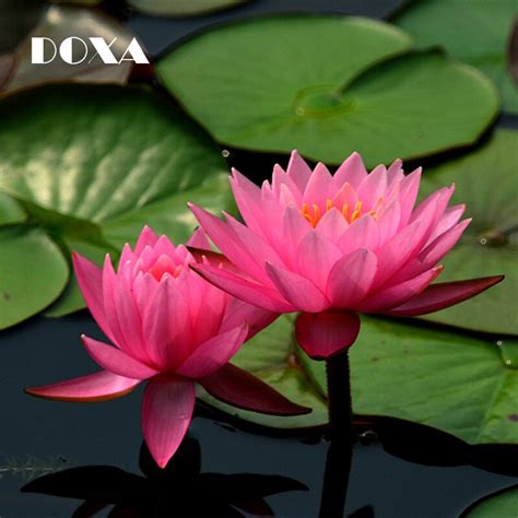 10pcs Fresh Seeds Indian Red Water Lily Nymphaea Rubra Bright Lotus