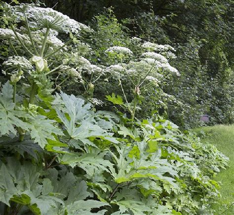 What Is Giant Hogweed How To Handle The Plant Hubpages