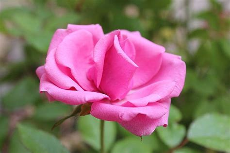 Say it with flowers, itulah ungkapan pink : Fantastis 30+ Bunga Mawar Pink Muda - Gambar Bunga HD