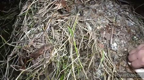 Maybe you would like to learn more about one of these? Cari ikan panah ikan di malam hari Sebuggan ke2 cari ikan ...