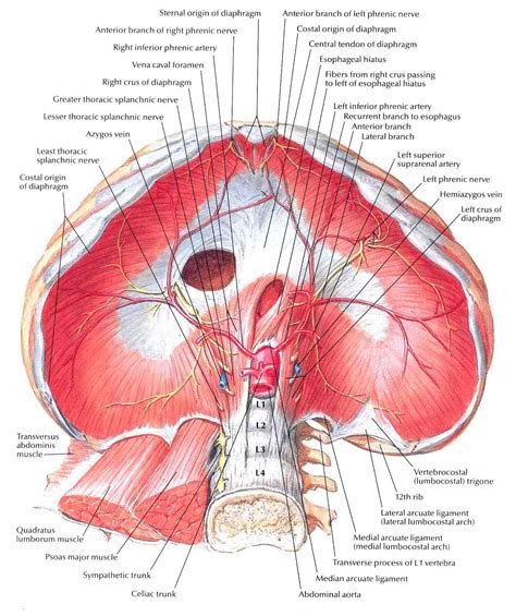 Diaphragm Diaphragm Abdominal Surface Bedahunmuh S Blog Anatomy