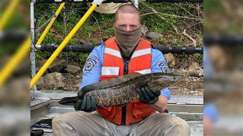Fish And Boat Commission Warns Anglers To Kill Northern Snakeheads If