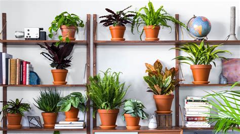 Pick the plant, size, and. New Plant Delivery Service Bloomscape Will Help You Become ...