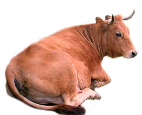 Png Domestic Animals Transparent Domestic Animalspng Images Pluspng