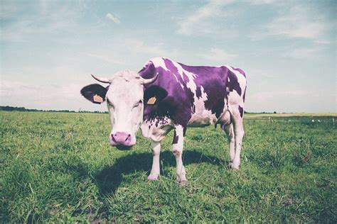 El proceso de coagulación implica toda una serie de reacciones enzimáticas encadenadas de tal forma que actúan como un alud o avalancha, amplificándose en cada paso: Lecciones de La vaca púrpura de Seth Godin - WEB24 Digital ...