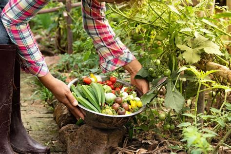 Premium Photo Female Harvesting Vegetables Organic At Farm