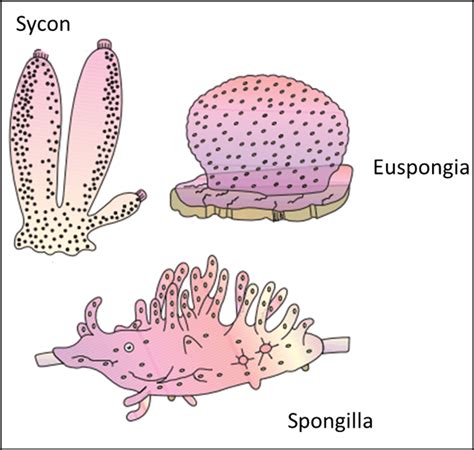 Spongilla Diagram