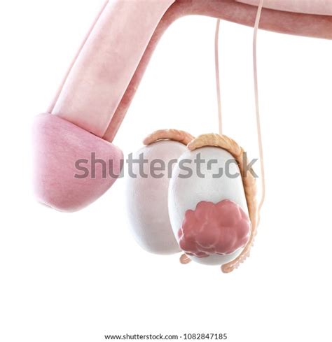 3d Rendered Medically Accurate Illustration Testicle Ilustrações Stock 1082847185 Shutterstock