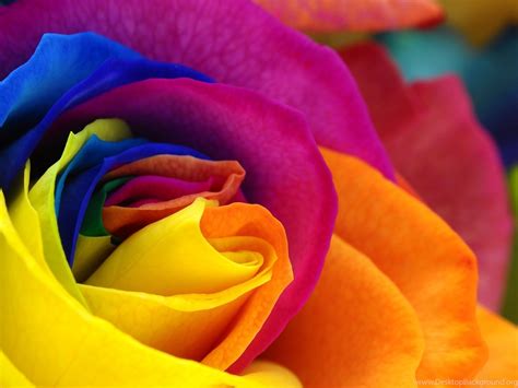 Rainbow Roses Background ·① Wallpapertag