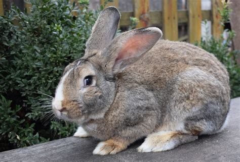 How Much Does A Flemish Giant Rabbit Cost 2024 Price Guide Pet Keen