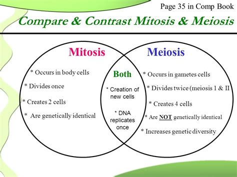 Compare And Contrast Mitosis And Meiosis Worksheet Answer Key Slideshare