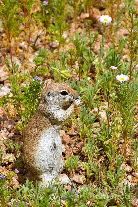 Round Tailed Ground Squirrel Photograph By Sean Griffin Fine Art America