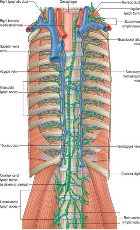 Lymphatic System Thoracic Duct