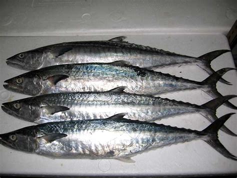 It is a popular game fish, growing up to 45 kg (100 lbs). Mackerel / ปลาแมกเคอเรล - Food Wiki | Food Network Solution