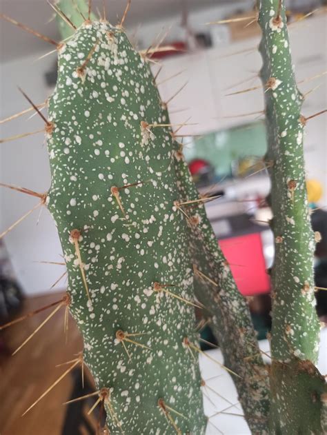 Red Spots On Cactus