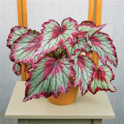 Begonia ‘ring Of Fire Begonia Rex Hybrid Menanam Tanaman Indoor