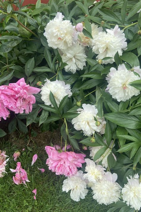 What To Do With Your Peony Bushes After They Bloom Peony Care 101