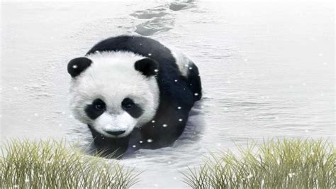 Cute Panda Screensaver