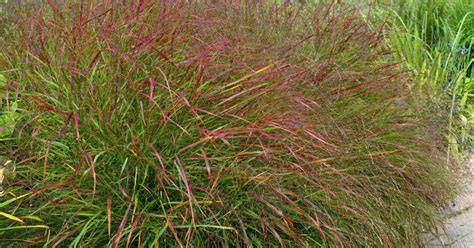 Die rutenhirse ist staude des jahres 2020. Rutenhirse (Panicum virgatum) - Mein schöner Garten
