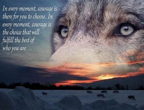 Lone Wolf Timeline Photos Facebook Wolf Pictures Wolf Spirit