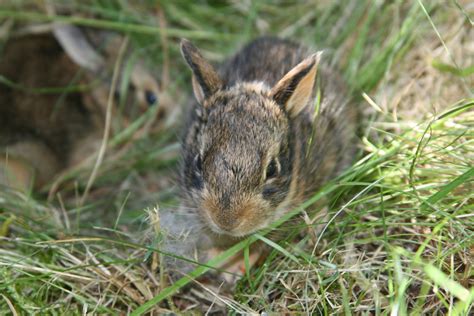 How To Care For A Wild Rabbit Nest 5 Steps With Pictures