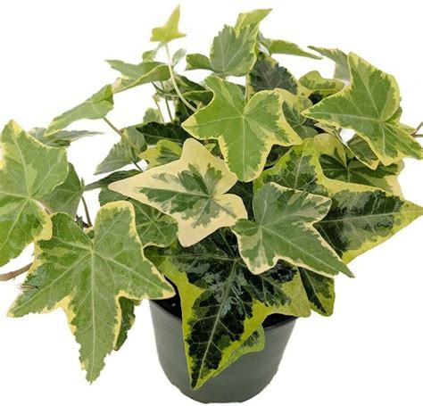 Hedera Helix English Ivy Gold Child Hardy Groundcover Houseplant 4 Pot