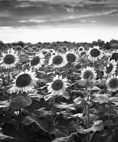 Bandw Sunflower Field 2013 245 A New Sunflower Field Just Flickr