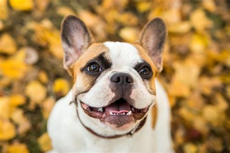 There's a human on board to take care of any pups that get sick or panic. French Bulldog | Dog Breed Info: Pictures, Personality ...