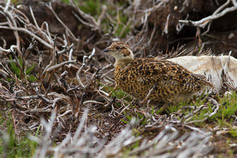Lyndsey Howard Photography Moor Red Grouse Chick