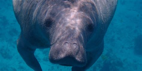 Manatee New Infographics Explain Differences Between 1 Dugongs And