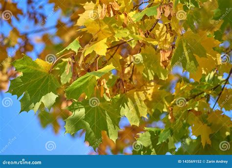 Yellow Green Maple Leaves Against The Blue Of The Sunny Sky Close Up