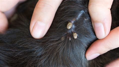 How To Treat Dog Fleas On Humans