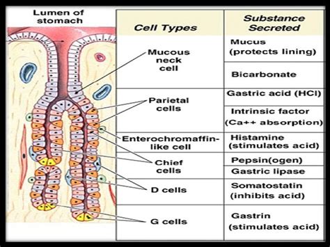 Cdocuments And Settingsuserdesktopstomach Histology