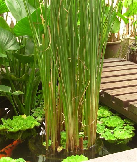 Membuat kincir air dari bambu untuk hiasan kolam,bambu selain untuk bahan material bisa juga di manfaatkan untuk membuat. SusurDenai: MASALAH ALGA DI DALAM KOLAM IKAN HIASAN