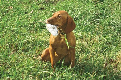 The project runs until december 10th, so head over to kickstarter and get yours! GUN DOG Q&A: How to Properly Wean Puppies - Gun Dog