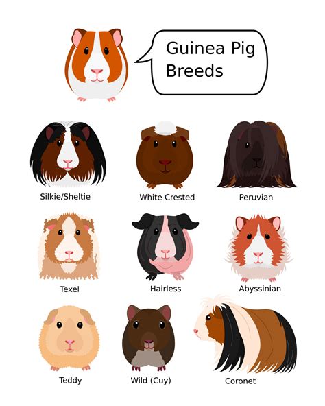 Breeds Of Guinea Pig Svg Png  1620 Etsy Denmark