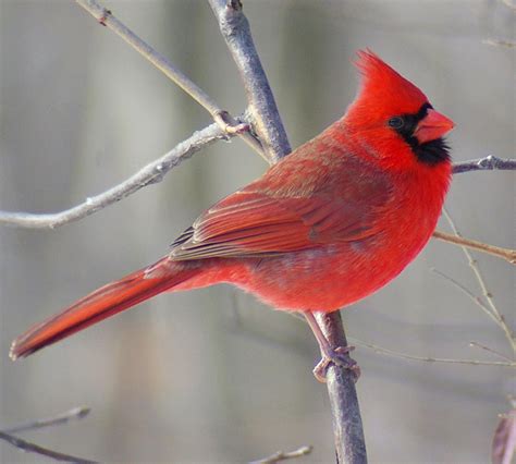 Illinois State Bird Northern Cardinal