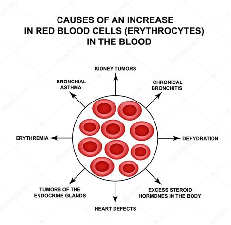 Causes Of Increased Red Blood Cells Cells Erythrocytes Hemoglobin