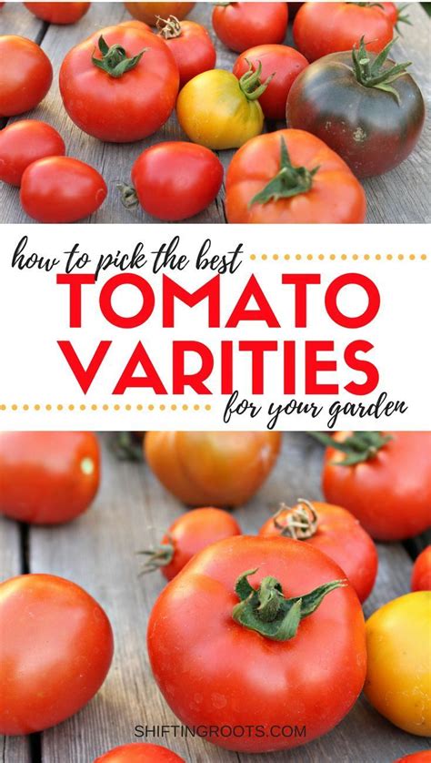 Tomatoes On The Table With Text Overlay That Says How To Pick The Best