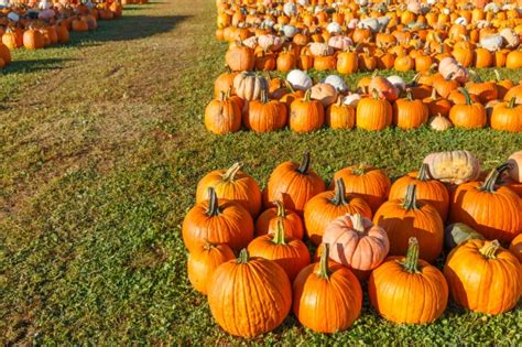 Hudson Gardenspasadena Locals Love This Pumpkin Patch Hudson Gardens